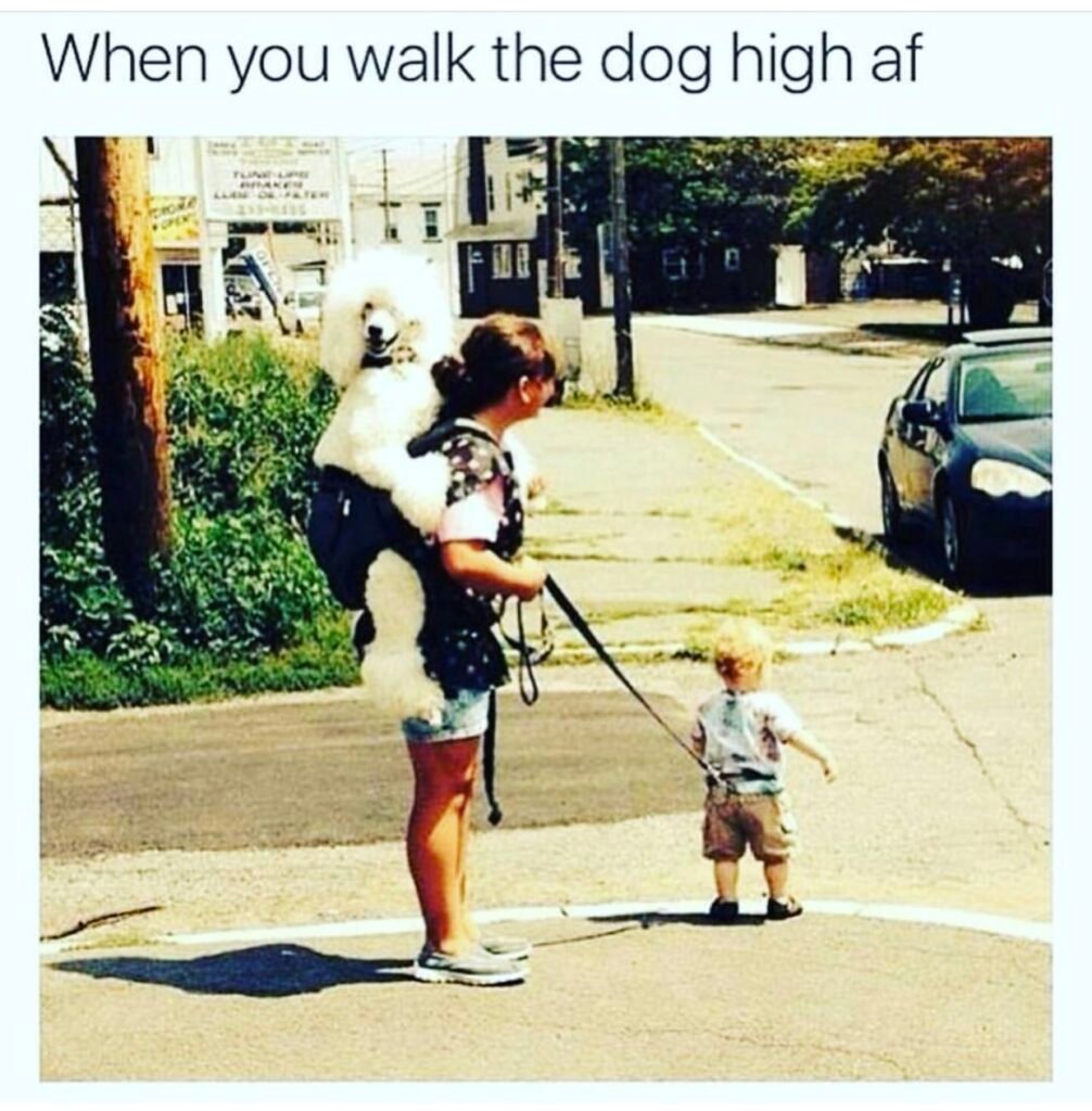 420 dogs