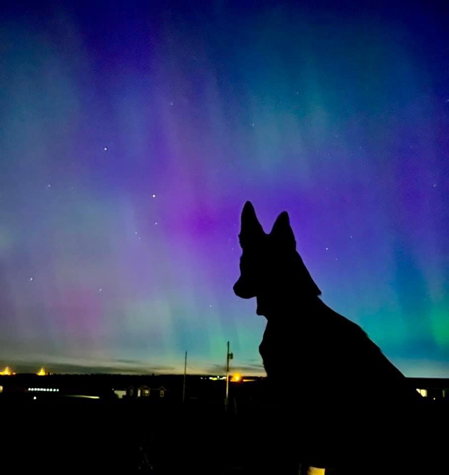 Spiritual Bond Between Dogs and Humans