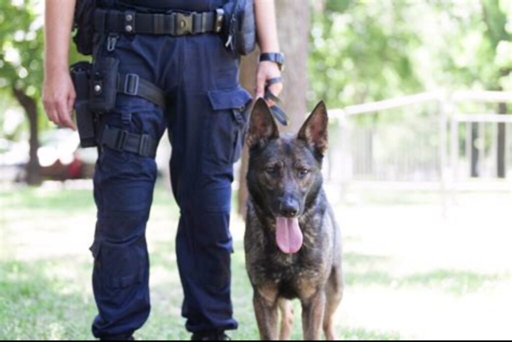 Yoda the K-9