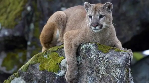 Mountain Lion